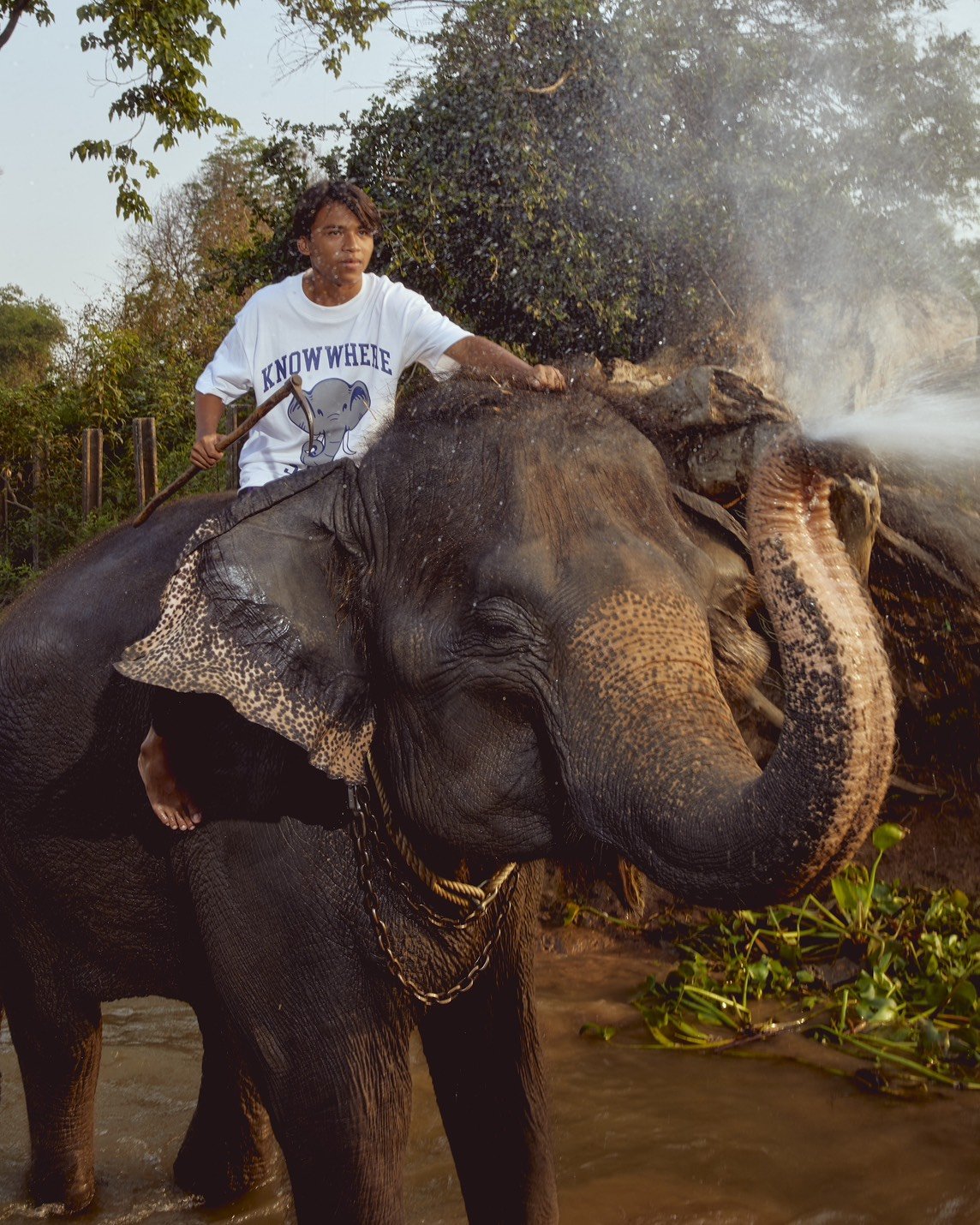 ELEPHANT TEE